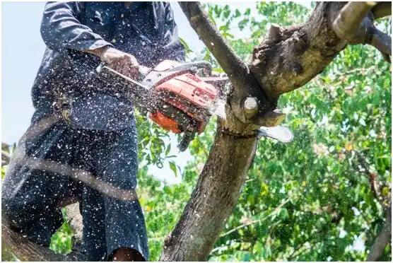 tree services Gays Mills